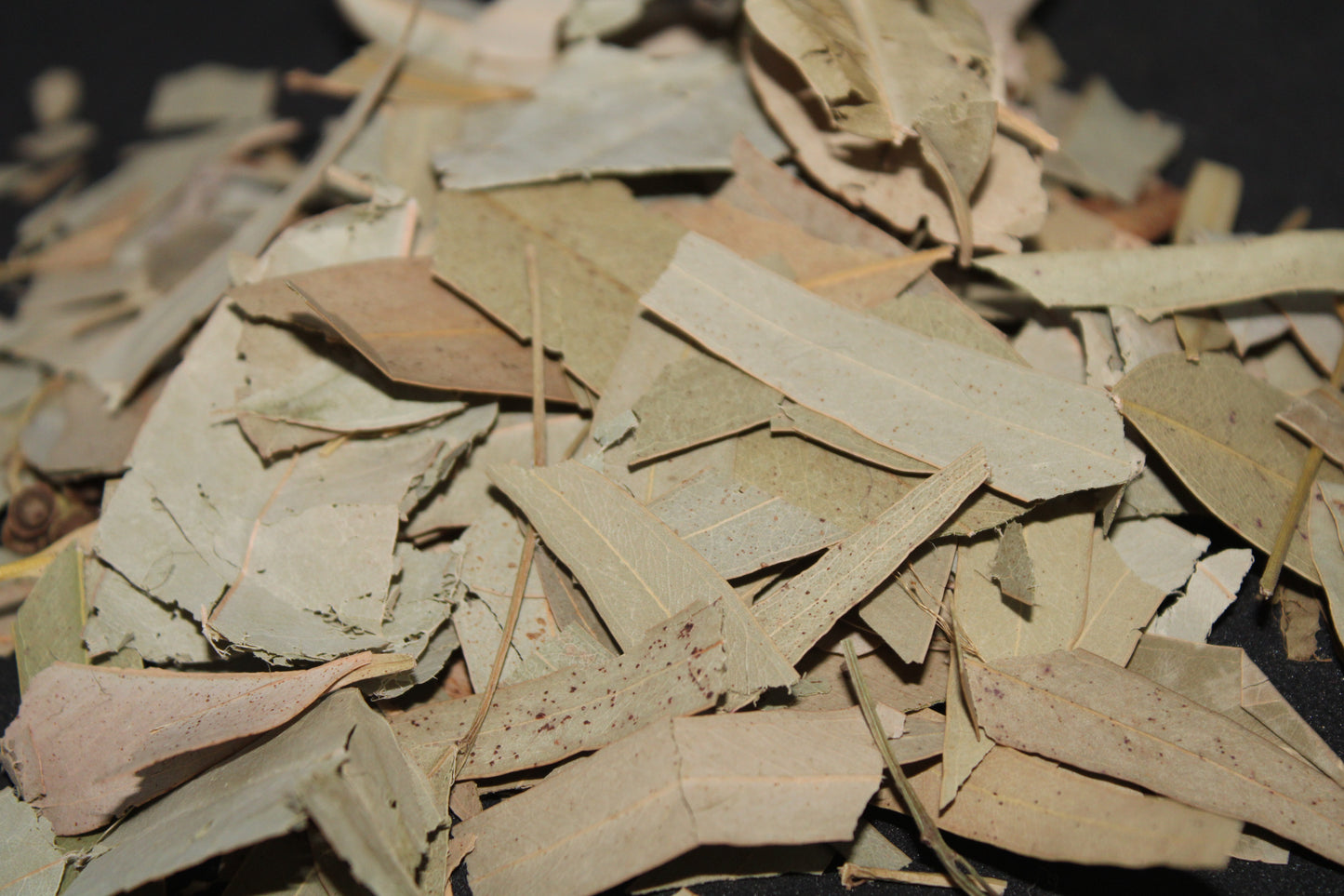 Eucalyptus Leaves